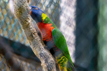 red and green macaw