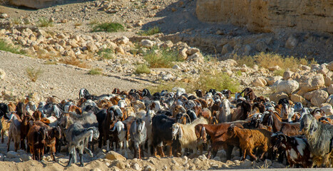 Goats with shepherd in Jordan