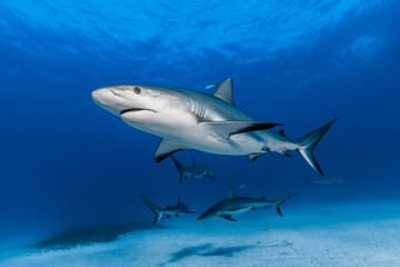 Caribbean Reef Sharks (Carcharhinus perezi)