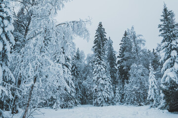 Fototapeta premium Winter forest covered in snow on a cold day