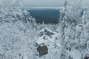 Snowy coniferous forest and mountains on a cold day