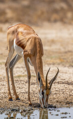 Springbok in the Kgalagadi