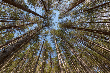 Tree tops seen from below