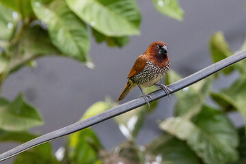Bird sitting on a fence 