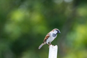 female house sparrow