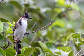 lilac roller on branch