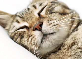 Close-up of a relaxed cat's face