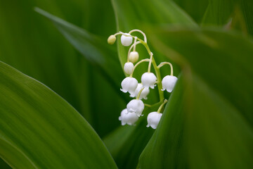 Delicate lilies of the valley blooming in spring.