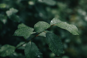 frost on leaves