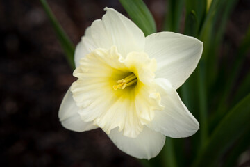 Delicate daffodils blooming in spring. First spring flowers. Bulbous flowers.