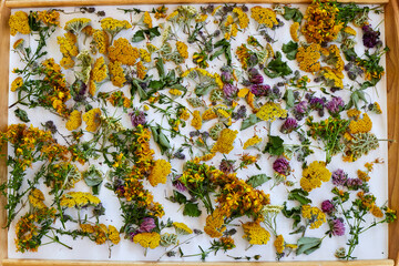 Wild Yellow and purple herbs  nad flowers