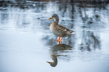 Ente auf Eis