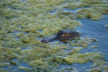 Alligator in the water