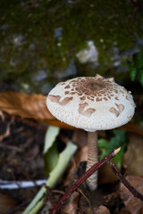 Forest mushroom