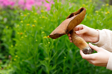 Female hand holding raw edible mushroom with brown cap Penny Bun in autumn forest background. Harvesting picking big ceps mushrooms in natural environment. Cooking delicious organic food concept