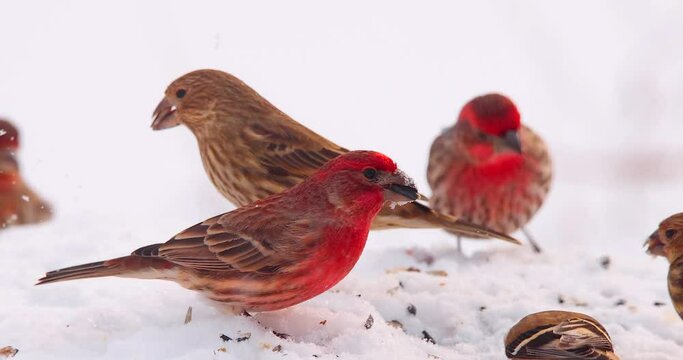 Red and yellow finches eating bird seed in fresh snow. This is bright, highly detailed, exceptional footage, shot in 4K 120 frames per second. Birds move very fast, they are wonderful to observe in sl