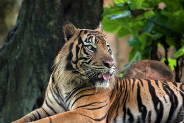 Plakat Close up photo of a sumatran tiger