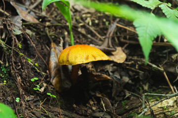 Mushroom in the middle of the Atlantic Forest