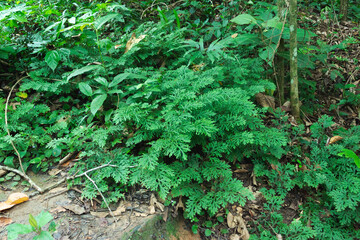 Image of nature in the middle of the forest