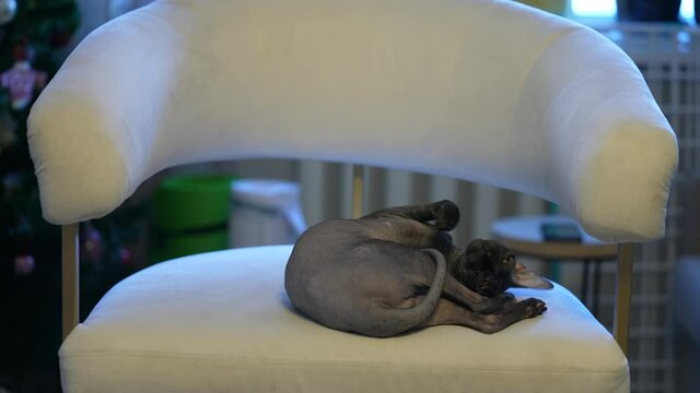 A beautiful black sphinx cat plays on a white chair in the house.