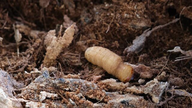 Known as Butod locally, Sago Grub or Sago Worm is a delicacy, as well as the most exotic food of Sabah.