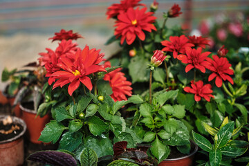 Red colorful flowers.