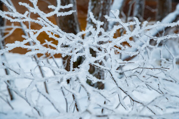 The wild frozen small river in the winter wood, the wild nature at sunset, the river of red color, ice, snow-covered trees