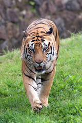 Big bengal tiger walking on the grass