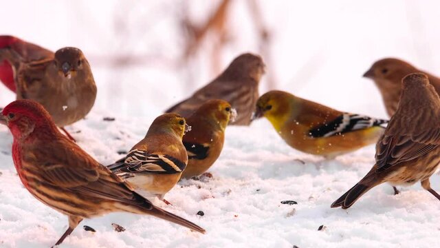 Red and yellow finches eating bird seed in fresh snow. This is bright, highly detailed, exceptional footage, shot in 4K 120 frames per second. Birds move very fast, they are wonderful to observe in sl