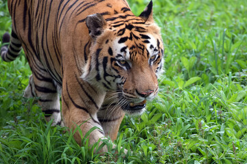 Big bengal tiger walking on the grass