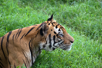 Big bengal tiger walking on the grass