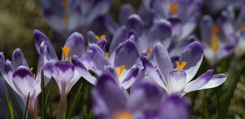 Crocuses growing in a clearing in the Tatra Mountains. Spring background.