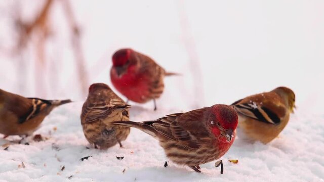 Red and yellow finches eating bird seed in fresh snow. This is bright, highly detailed, exceptional footage, shot in 4K 120 frames per second. Birds move very fast, they are wonderful to observe in sl