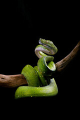 Green tree phyton on black background, Condro phyton