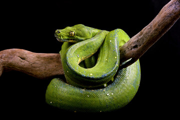 Green tree phyton on black background, Condro phyton