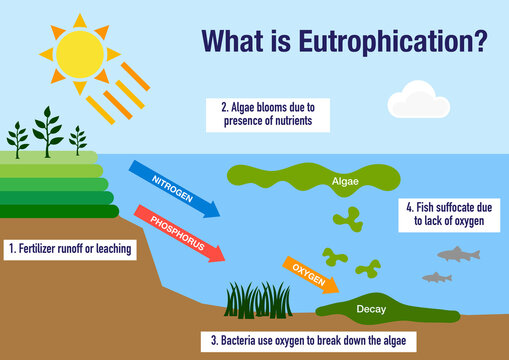 The eutrophication process explained