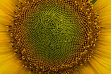 sunflower flower isolated