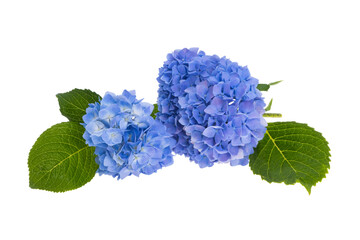 blue hydrangea flower isolated