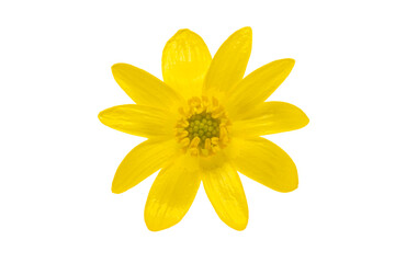 yellow spring flower isolated