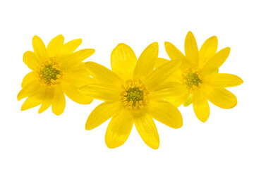Fototapeta premium yellow spring flower isolated