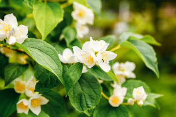 Beautiful white jasmine blossom flowers in spring time. Background with flowering jasmin bush. Inspirational natural floral spring blooming garden or park. Flower art design. Aromatherapy concept