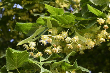 flowers blossoming tree linden wood, used for the preparation of healing tea, natural background, spring.
