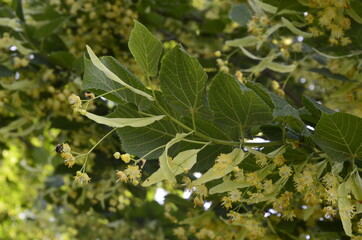 flowers blossoming tree linden wood, used for the preparation of healing tea, natural background, spring.