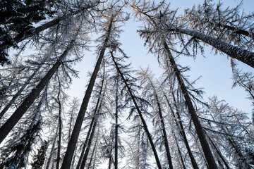 Fototapeta premium Winter tree tops viewed looking up at sunset. Bottom view trees. Blue sky. Trunks of larches. Forest abstract background.