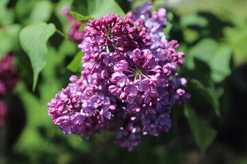 purple lilac flowers