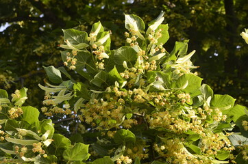 flowers blossoming tree linden wood, used for the preparation of healing tea, natural background, spring.