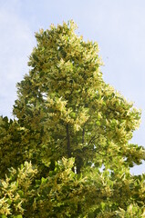 flowers blossoming tree linden wood, used for the preparation of healing tea, natural background, spring.