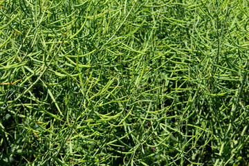 Rapeseed plants with green rape pods, also called Brassica napus