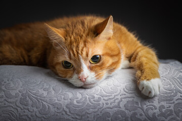 Portrait of a beautiful purebred ginger cat in the studio on a dark gray background.