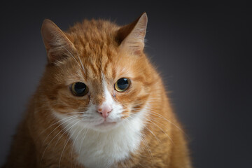 Portrait of a beautiful purebred ginger cat in the studio on a dark gray background.